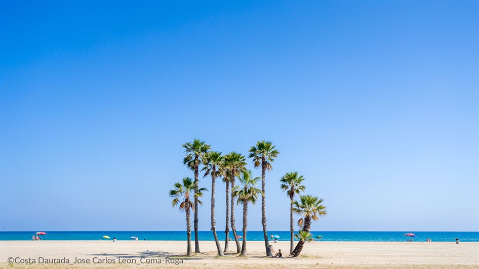 palmtrees at beach 